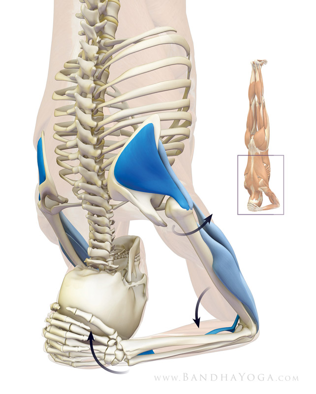 <strong>Headstand Arms</strong> - This image is from <em>Anatomy for Arm Balances and Inversions</em>. Showing some of the musles that are active in the arms in headstand.